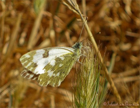 Fleur-Nature-10