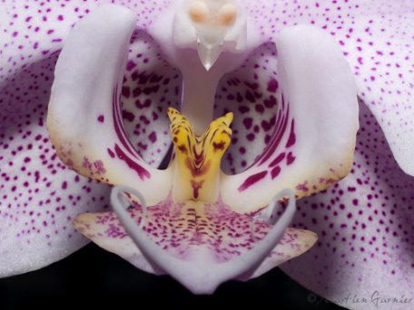 Fleur-Nature-23
