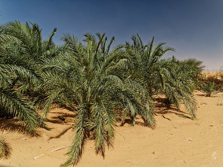 PB010076_DxO Mauritanie 2019 - Train du désert