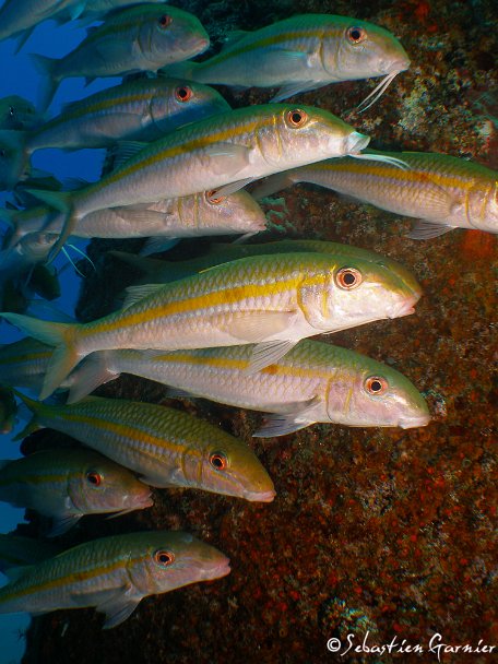Ocean-Indien-39