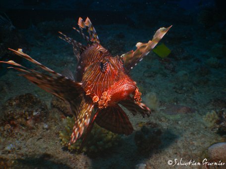 Ocean-Indien-55