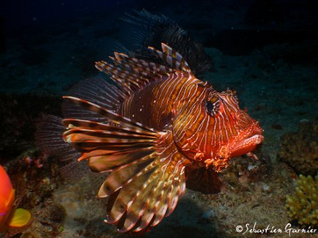 Ocean-Indien-56