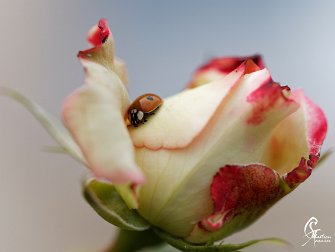 La faune Des insectes et des animaux